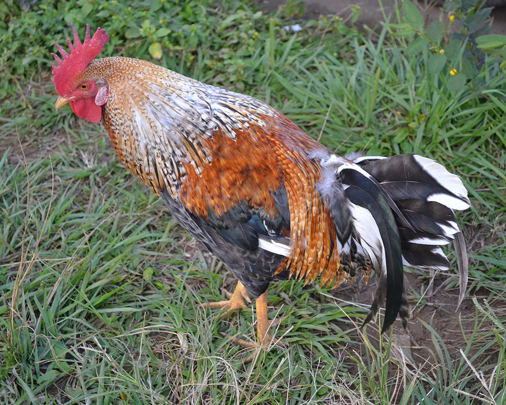 kauai rooster