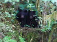 Two cubs were curious about us (photo by WD staff)