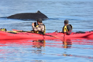 Kayaking near Stephens Passage (photo by WD staff)
