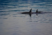 Orcas - Female and baby