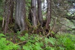 Old Growth Trees